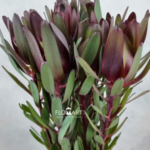 Leucadendron Safari Sunset Singel