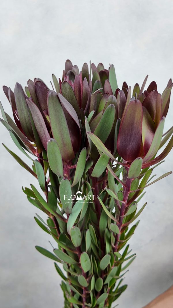 Leucadendron Safari Sunset Singel