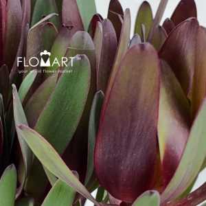 Leucadendron Safari Sunset Singel - Image 2