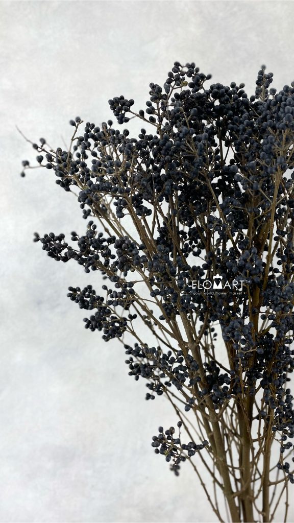 Ligustrum Libelle