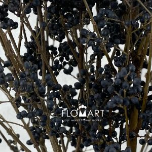 Ligustrum Libelle - Image 2