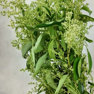 Ligustrum Lucidum