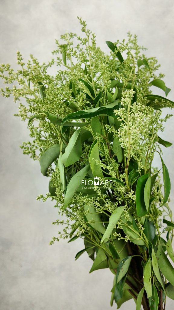 Ligustrum Lucidum
