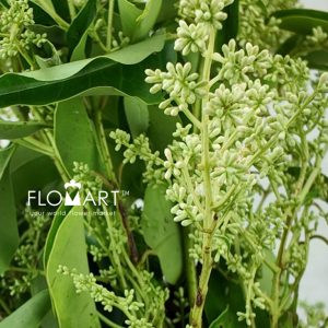 Ligustrum Lucidum - Image 2
