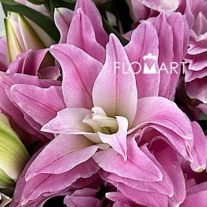 Lilium Red Ribbon 4+ - Image 2