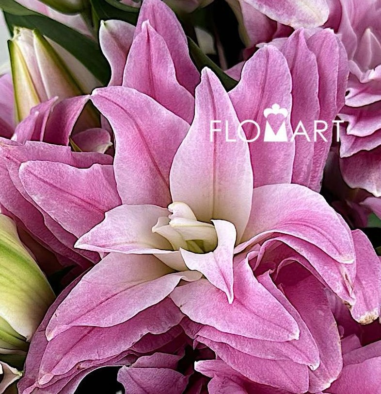 Lilium Red Ribbon 4+