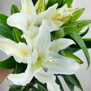 Lilium Chrysal Blanca 4+ - Image 2