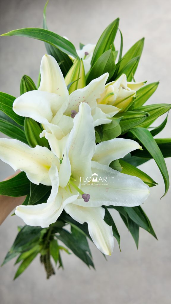 Lilium Chrysal Blanca 4+