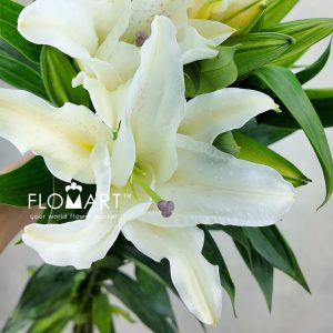 Lilium Chrysal Blanca 4+