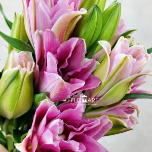 Lilium Ciara 4+