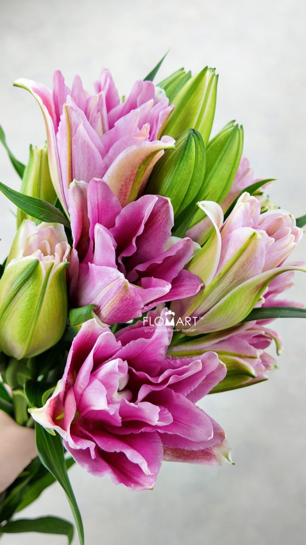 Lilium Ciara 4+