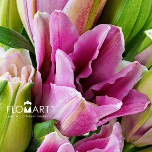 Lilium Ciara 4+ - Image 2