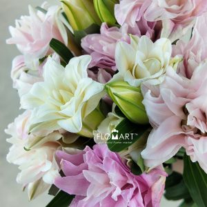 Lilium Diana 4+