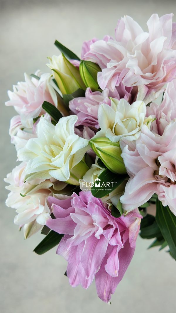 Lilium Diana 4+ Lilium Diana 4+