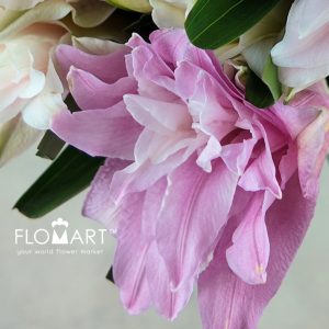 Lilium Diana 4+ - Image 2