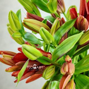Lilium Ducaty