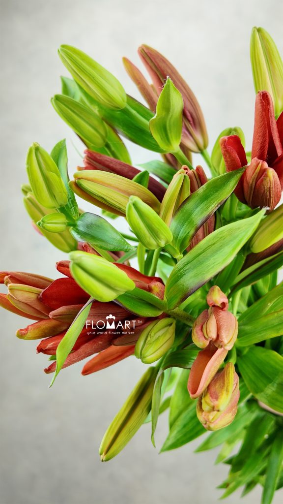 Lilium Ducaty