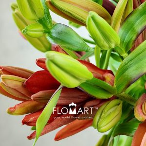 Lilium Ducaty - Image 2