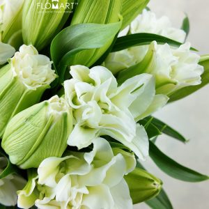 Lilium Essar 4+