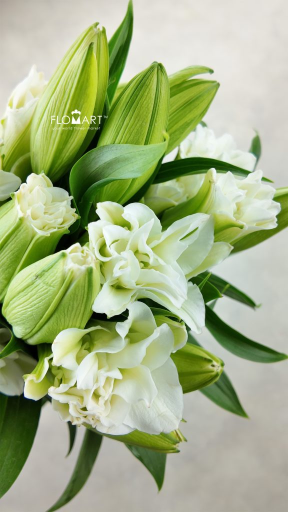 Lilium Essar 4+