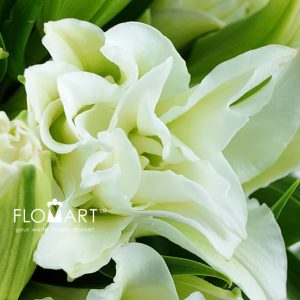 Lilium Essar 4+ - Image 2
