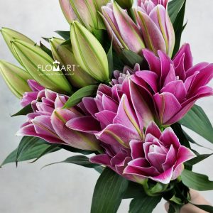 Lilium Hongfu 4+
