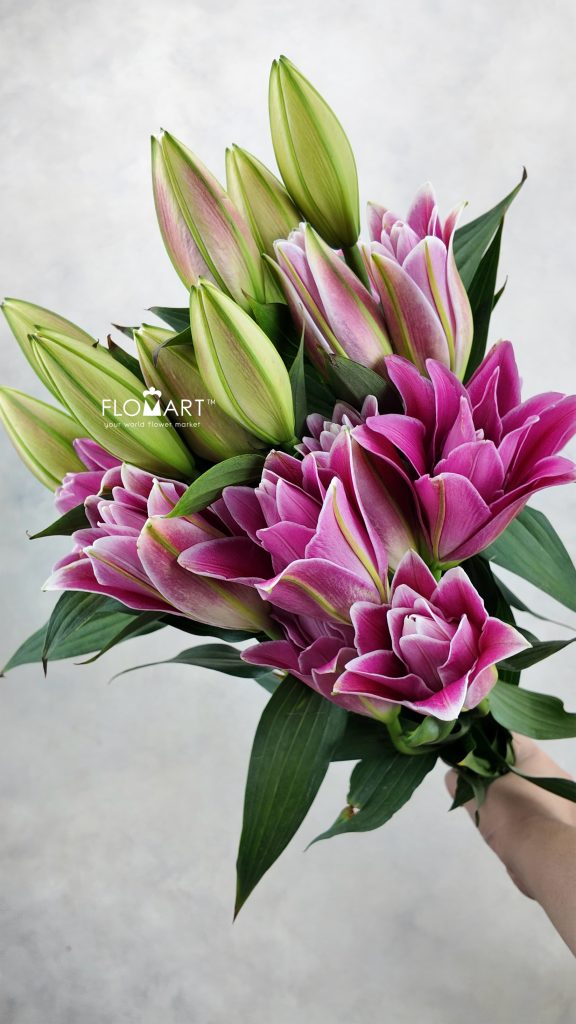 Lilium Hongfu 4+