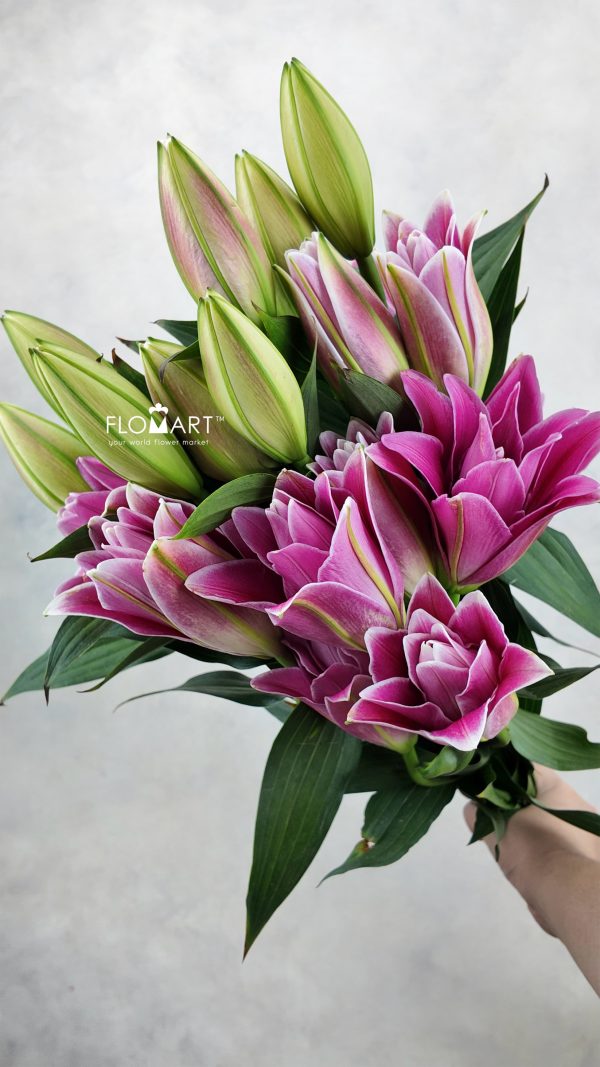 Lilium Hongfu 4+