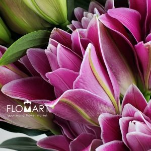 Lilium Hongfu 4+ - Image 2