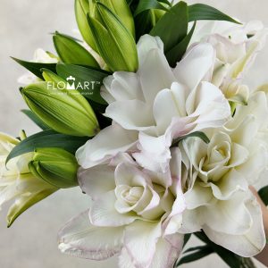 Lilium Ice Queen 4+