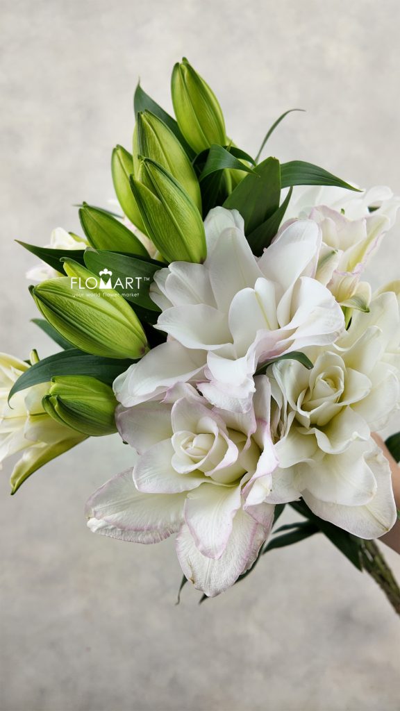 Lilium Ice Queen 4+