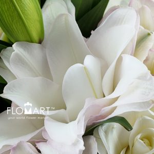 Lilium Ice Queen 4+ - Image 2