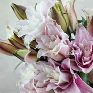 Lilium Isabella 4+
