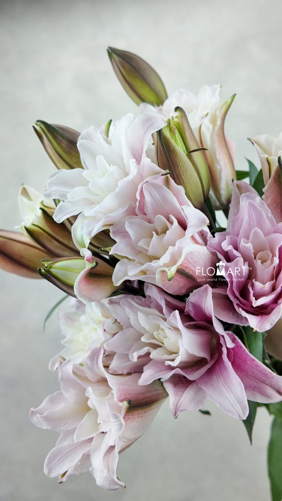 Lilium Isabella 4+