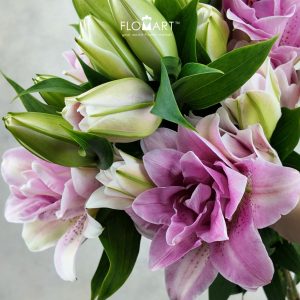 Lilium Lafite 4+