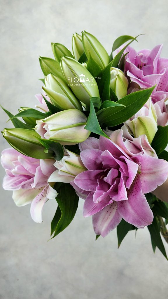 Lilium Lafite 4+