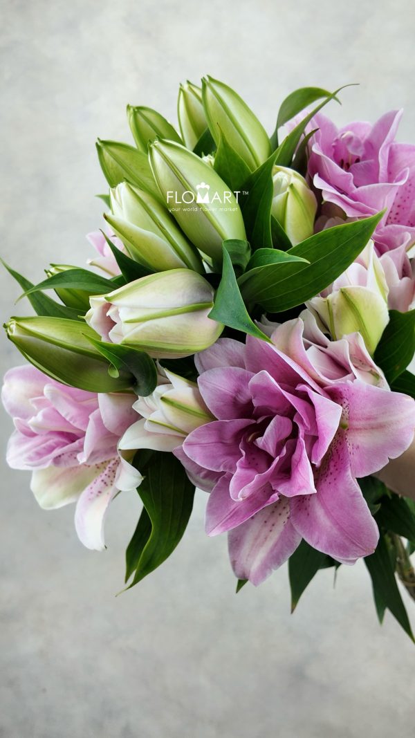 Lilium Lafite 4+ Lilium Lafite 4+