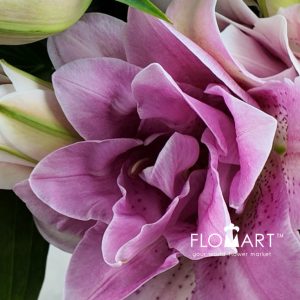 Lilium Lafite 4+ - Image 2