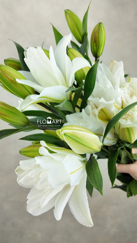 Lilium Lotus Beauty 4+