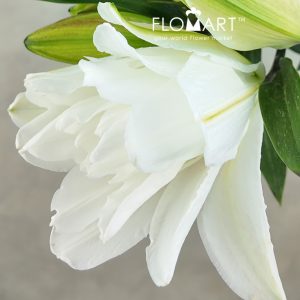 Lilium Lotus Beauty 4+ - Image 2
