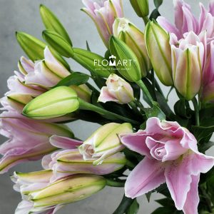 Lilium Lotus Elegant 4+