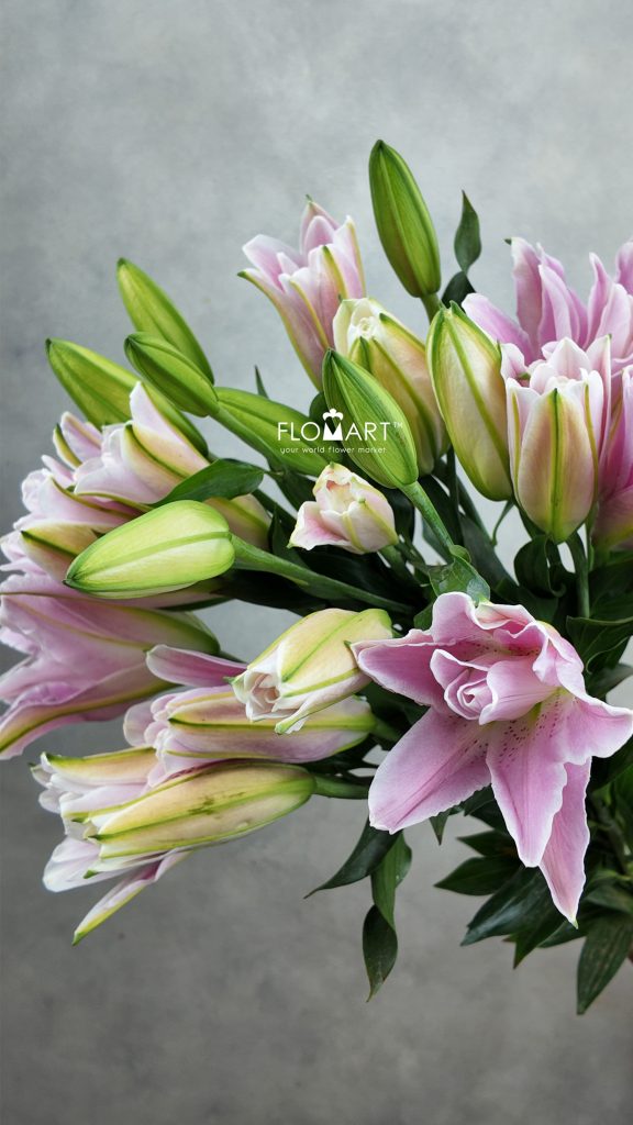 Lilium Lotus Elegant 4+