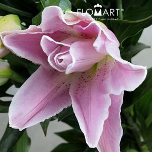 Lilium Lotus Elegant 4+ - Image 2