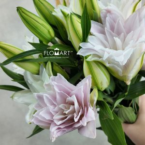 Lilium Lotus Queen 4+