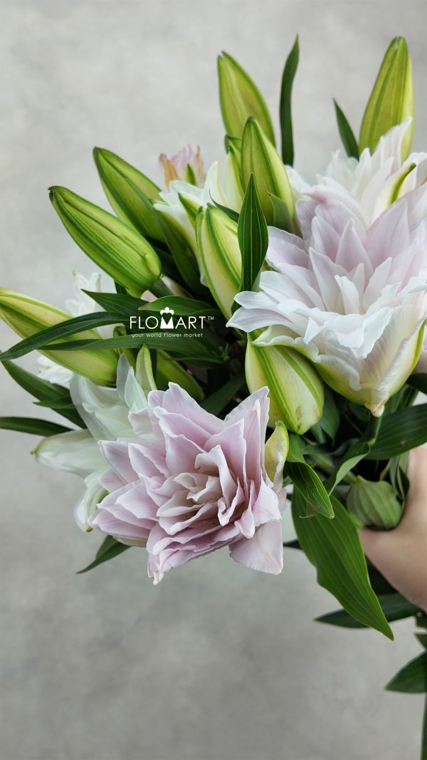 Lilium Lotus Queen 4+