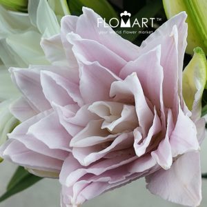 Lilium Lotus Queen 4+ - Image 2