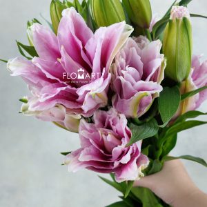 Lilium New Millennium 4+