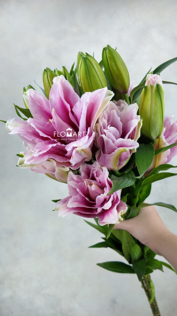 Lilium New Millennium 4+