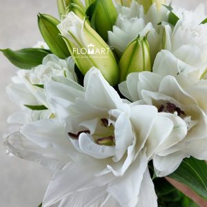 Lilium Polaris 4+