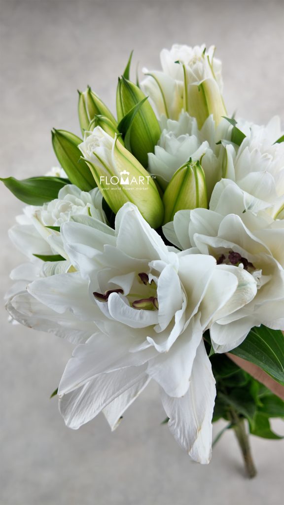 Lilium Polaris 4+